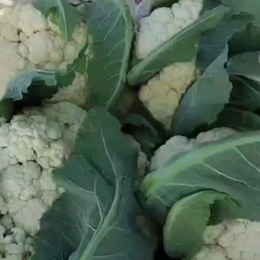 启东散花