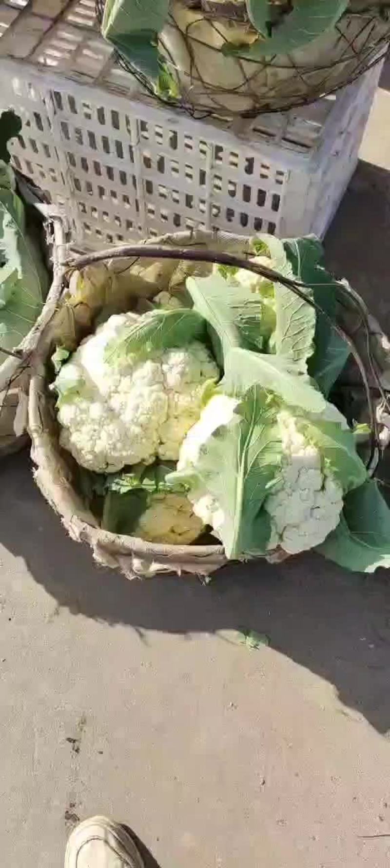 启东散花