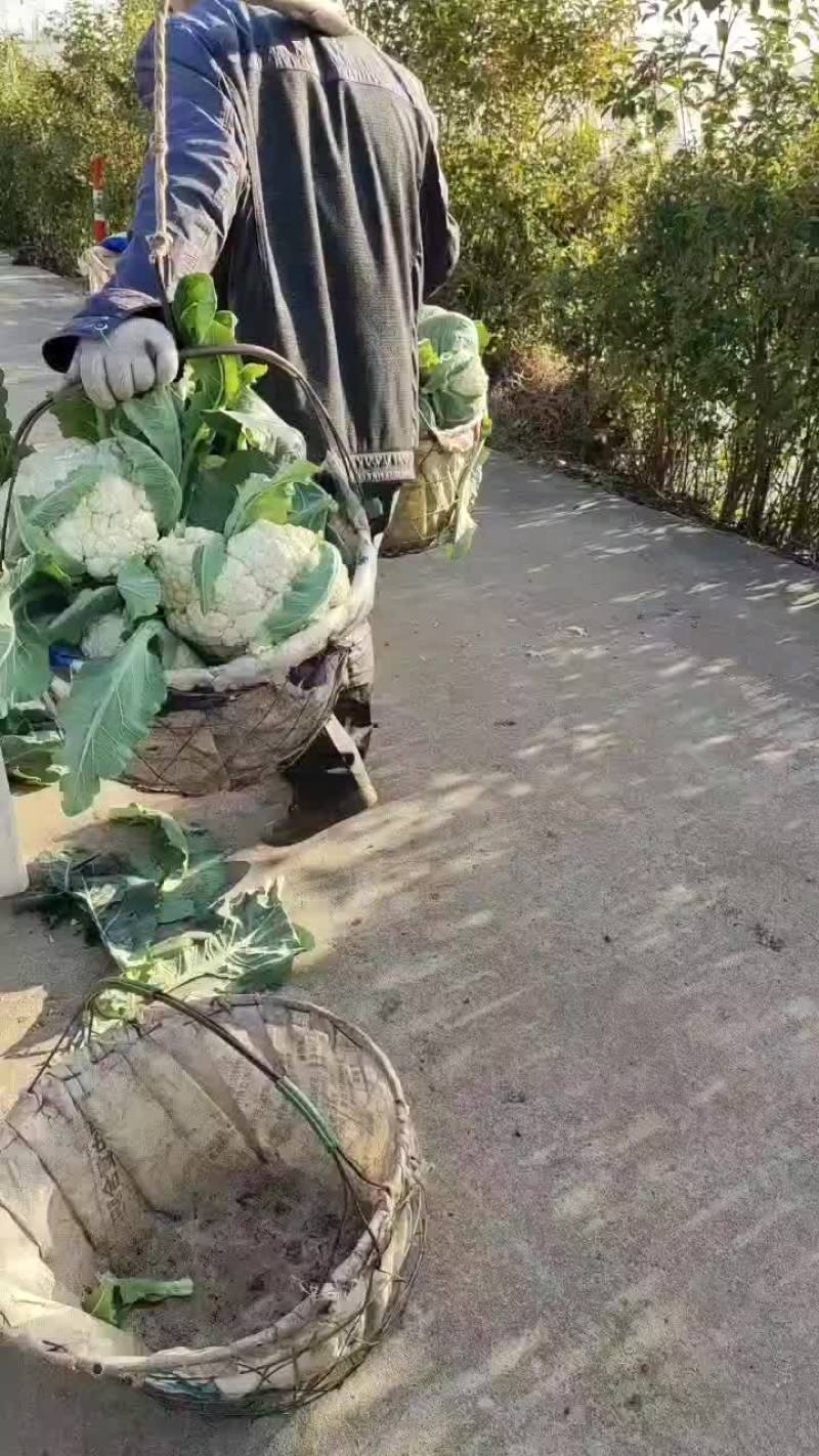 启东散花