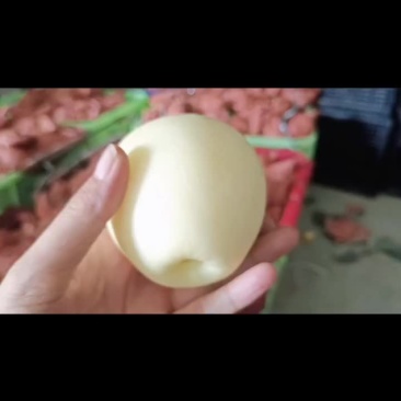 精品皇冠梨果型正果面白无鸡爪病