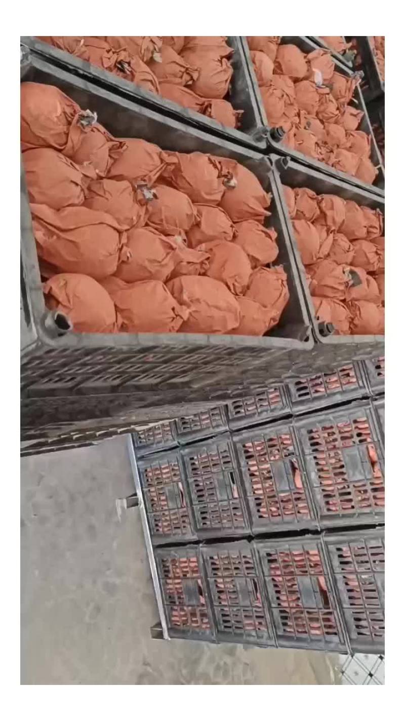 精品皇冠梨果型正果面白无鸡爪病