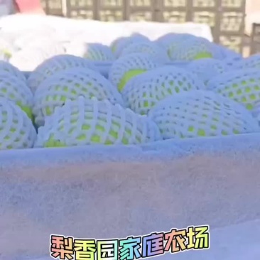 精品早酥梨