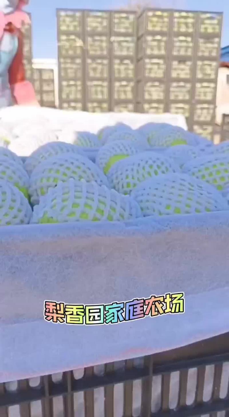 精品早酥梨