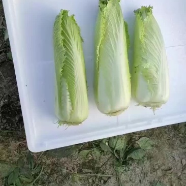 惠民县自产龙牙菜