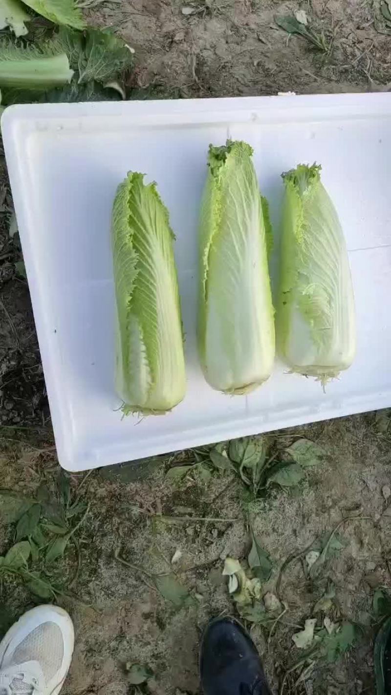 惠民县自产龙牙菜