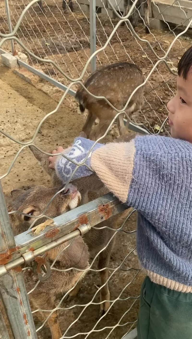 梅花鹿，亲人梅花鹿