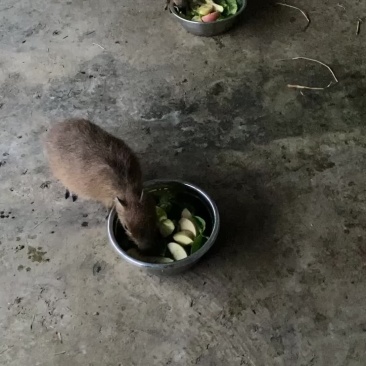 水豚