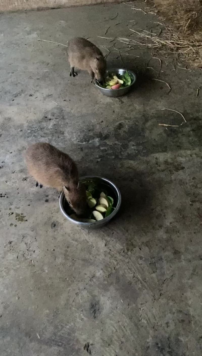 水豚
