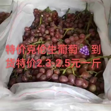 克伦生葡萄！口感脆甜！特价葡萄货源紧张提前预定联系