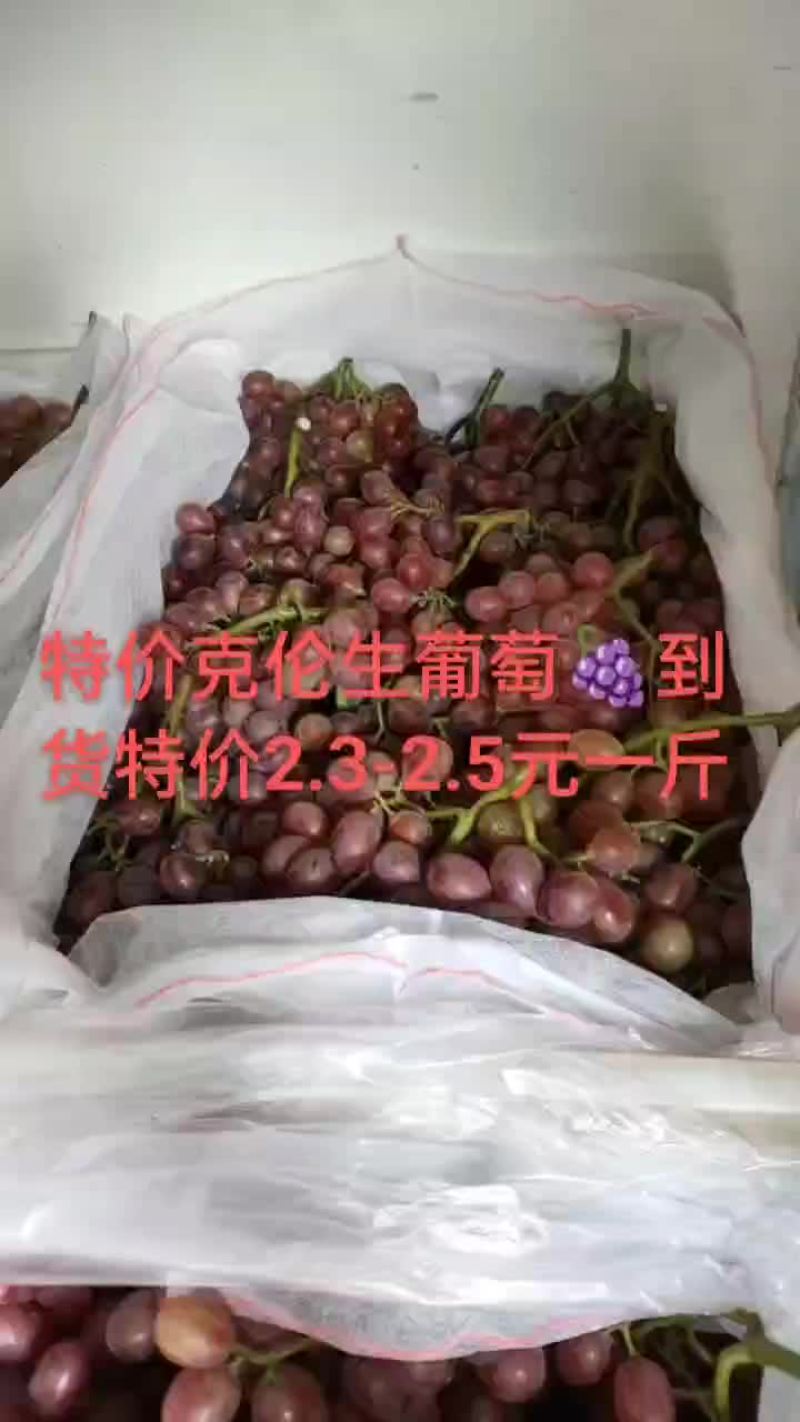 克伦生葡萄！口感脆甜！特价葡萄货源紧张提前预定联系