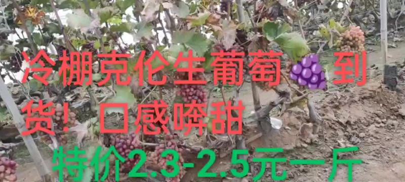 克伦生葡萄！口感脆甜！特价葡萄货源紧张提前预定联系