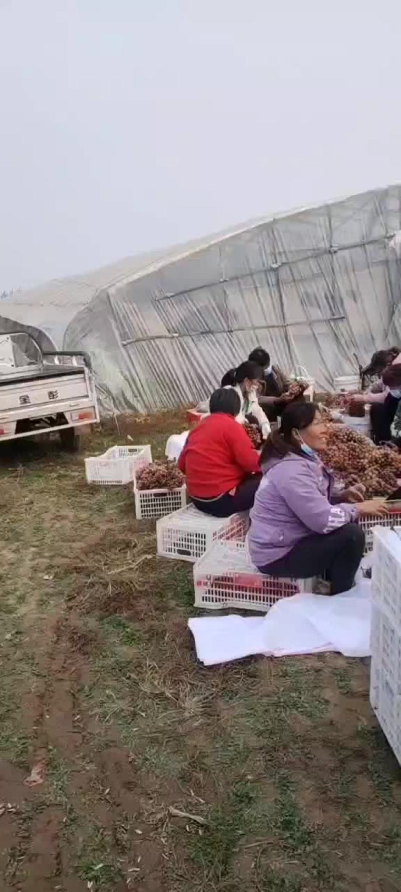 克伦生葡萄！口感脆甜！特价葡萄货源紧张提前预定联系