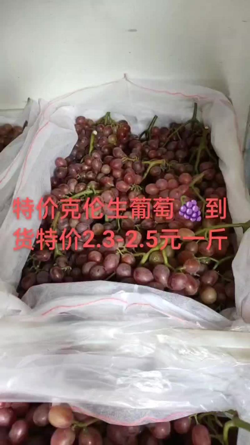 克伦生葡萄！口感脆甜！特价葡萄货源紧张提前预定联系