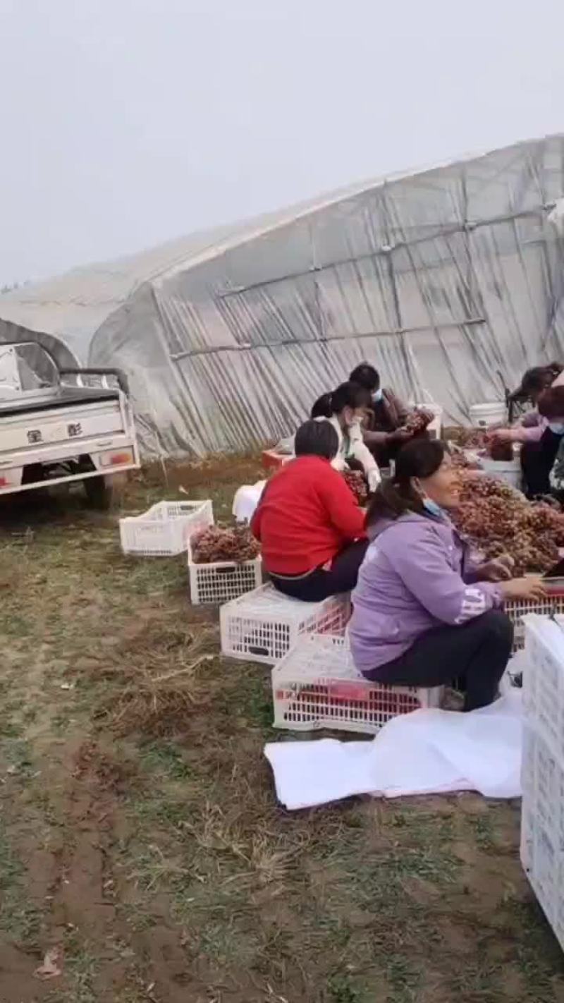 克伦生葡萄！口感脆甜！特价葡萄货源紧张提前预定联系