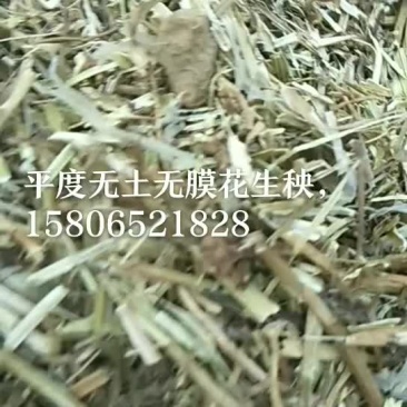 牛羊草