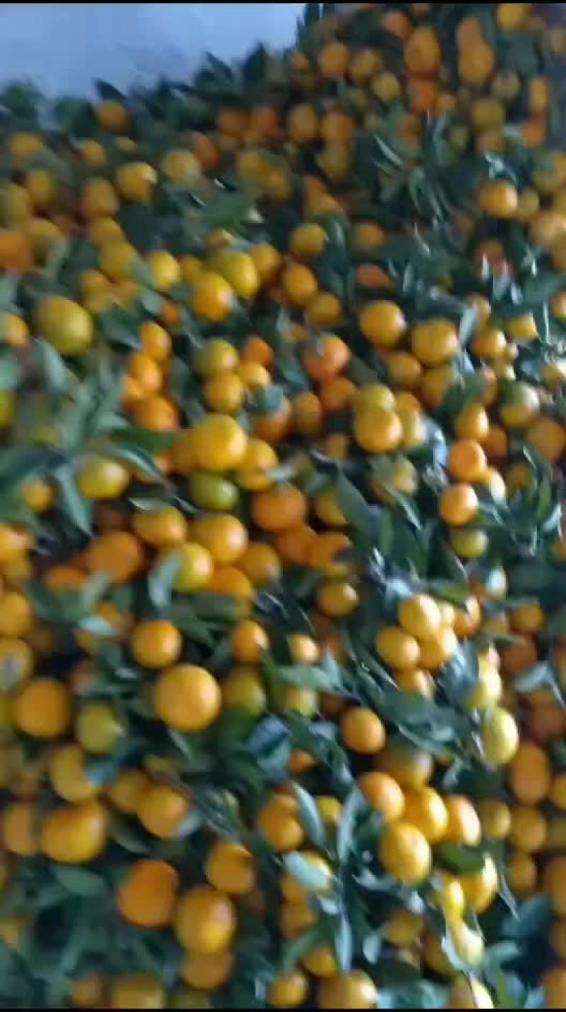 高山蜜橘大量上市中