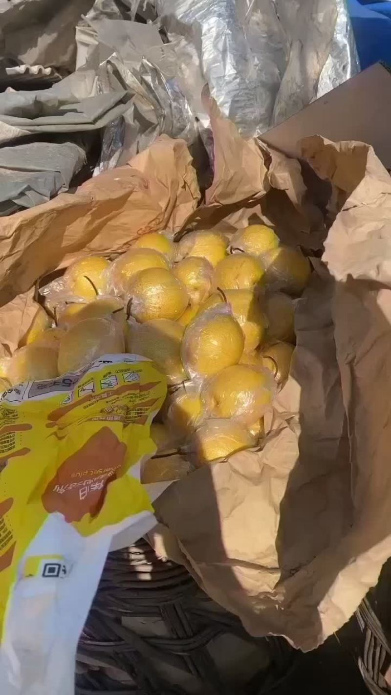 天津雪花梨