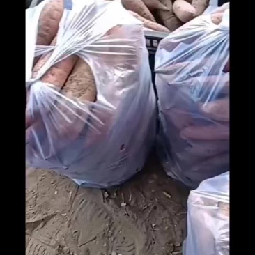 板栗红薯有货