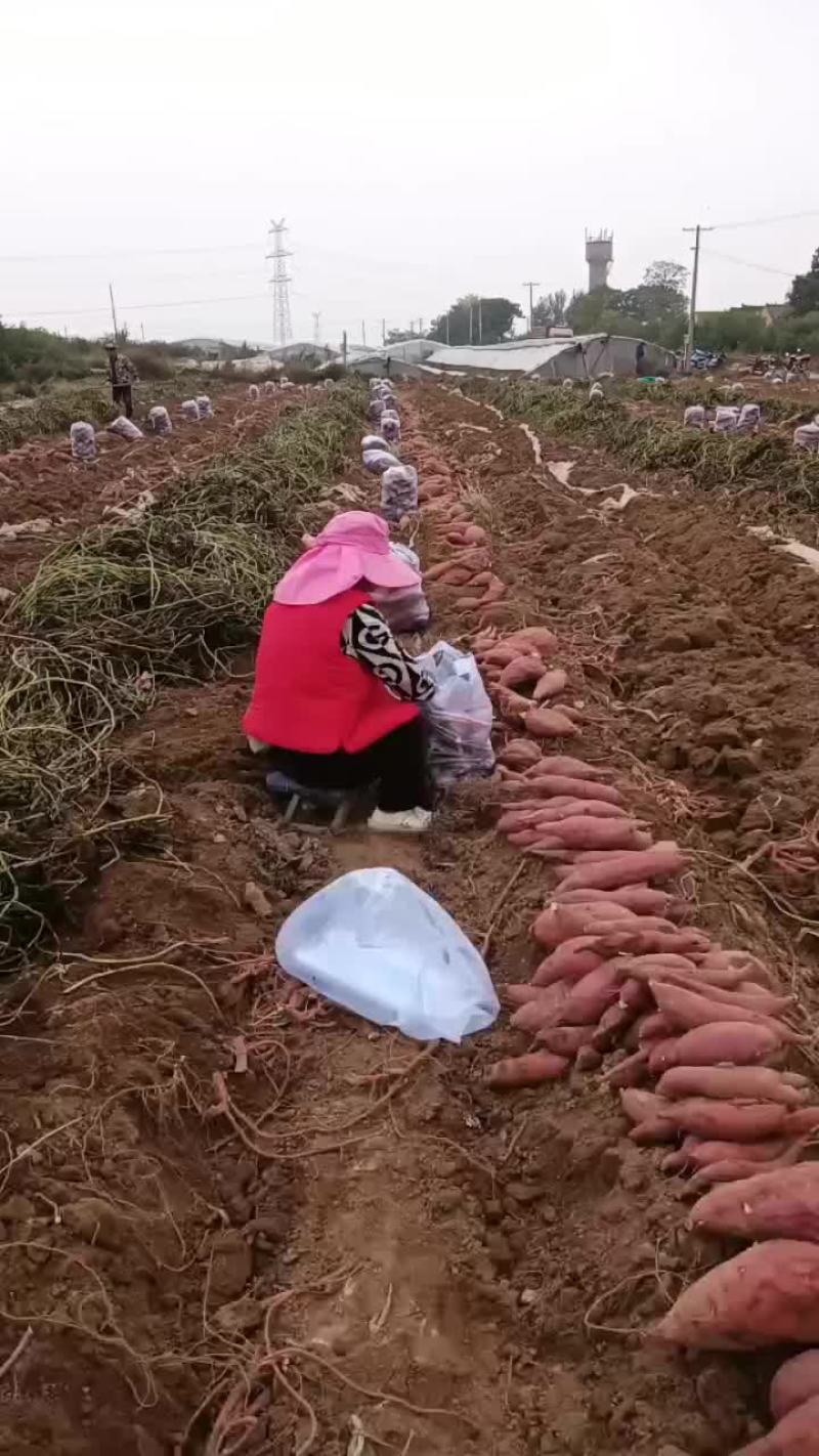 板栗红薯有货