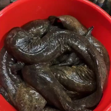 水库长流水人工养殖，大黑花，好货