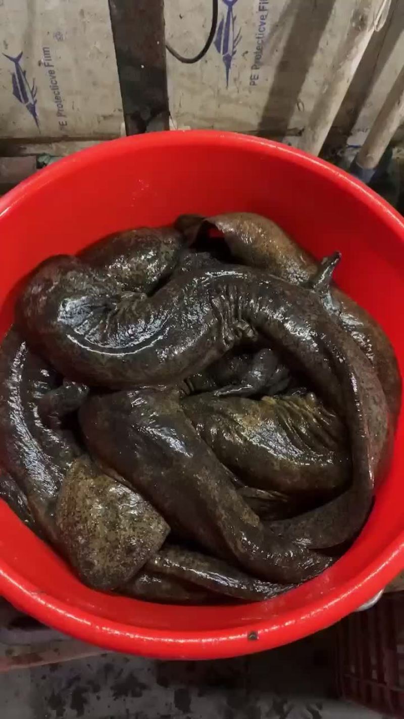 水库长流水人工养殖，大黑花，好货