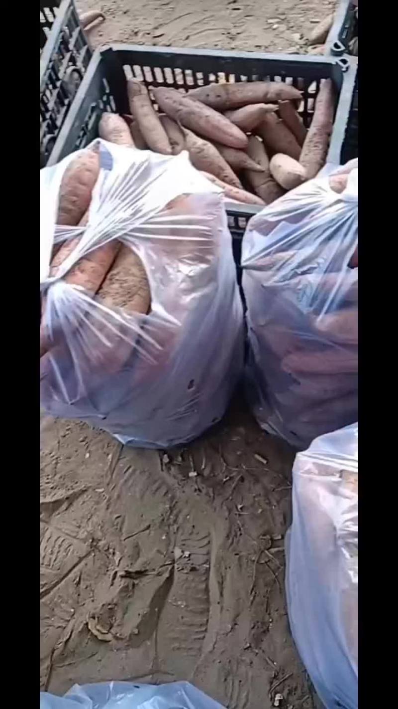 板栗薯有货要的联系