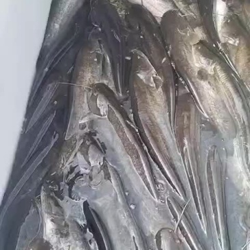 福建大口鲶鱼无油的