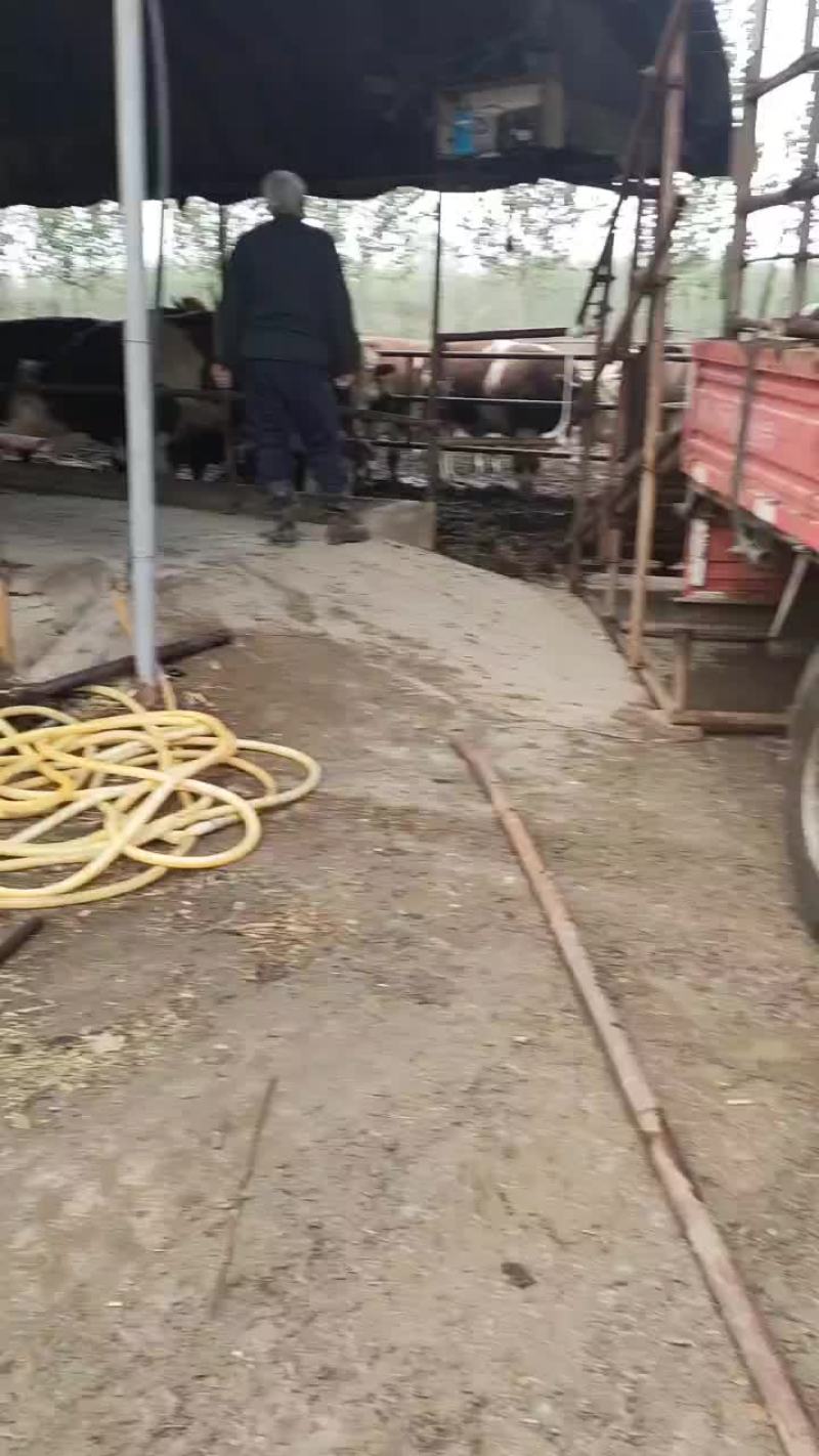育肥牛散养