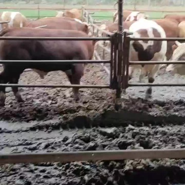 育肥牛散养