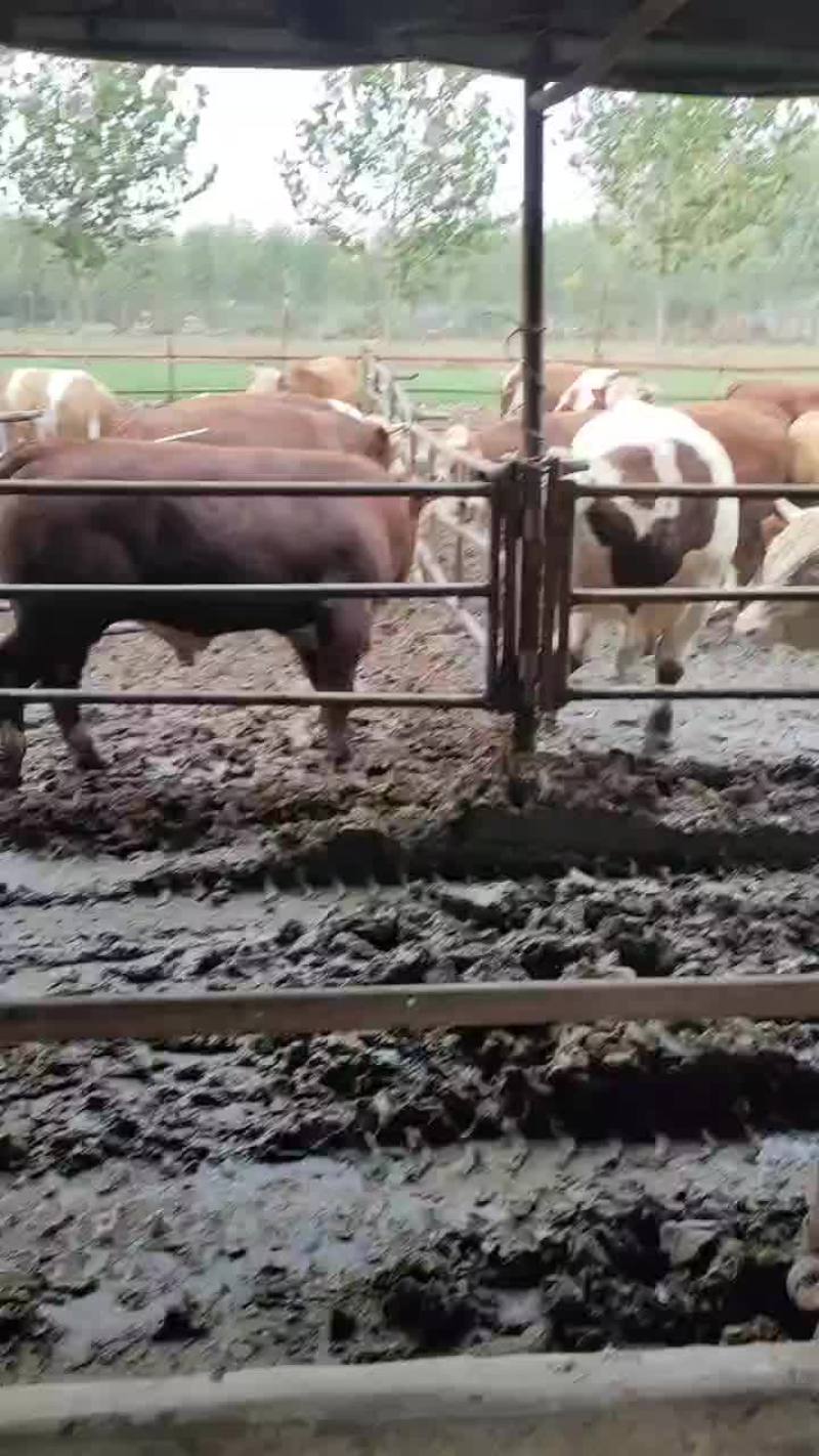 育肥牛散养