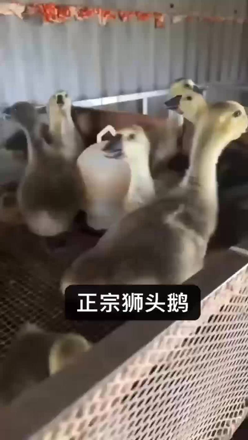 大种狮头鹅苗批发，疫苗齐全，十只起发，量大从优