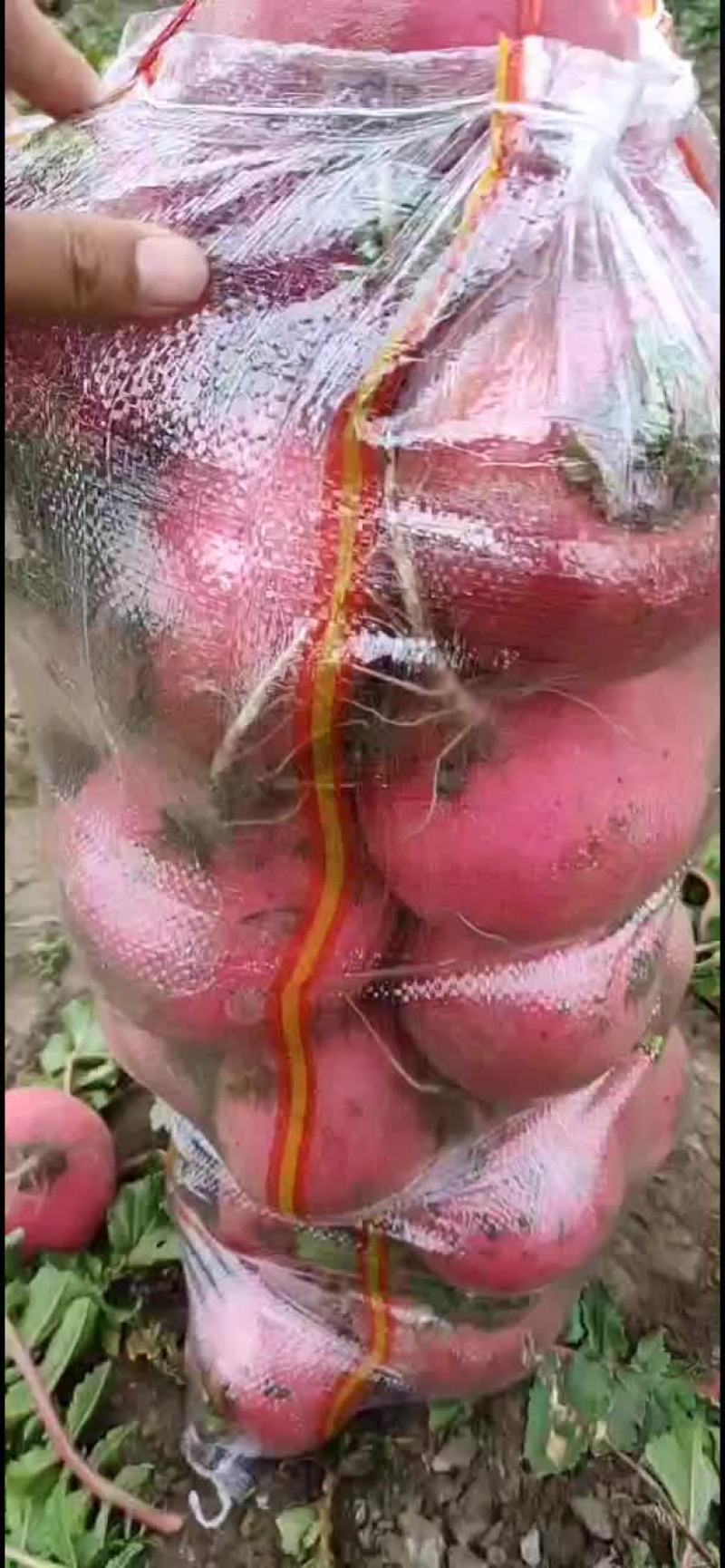 红萝卜