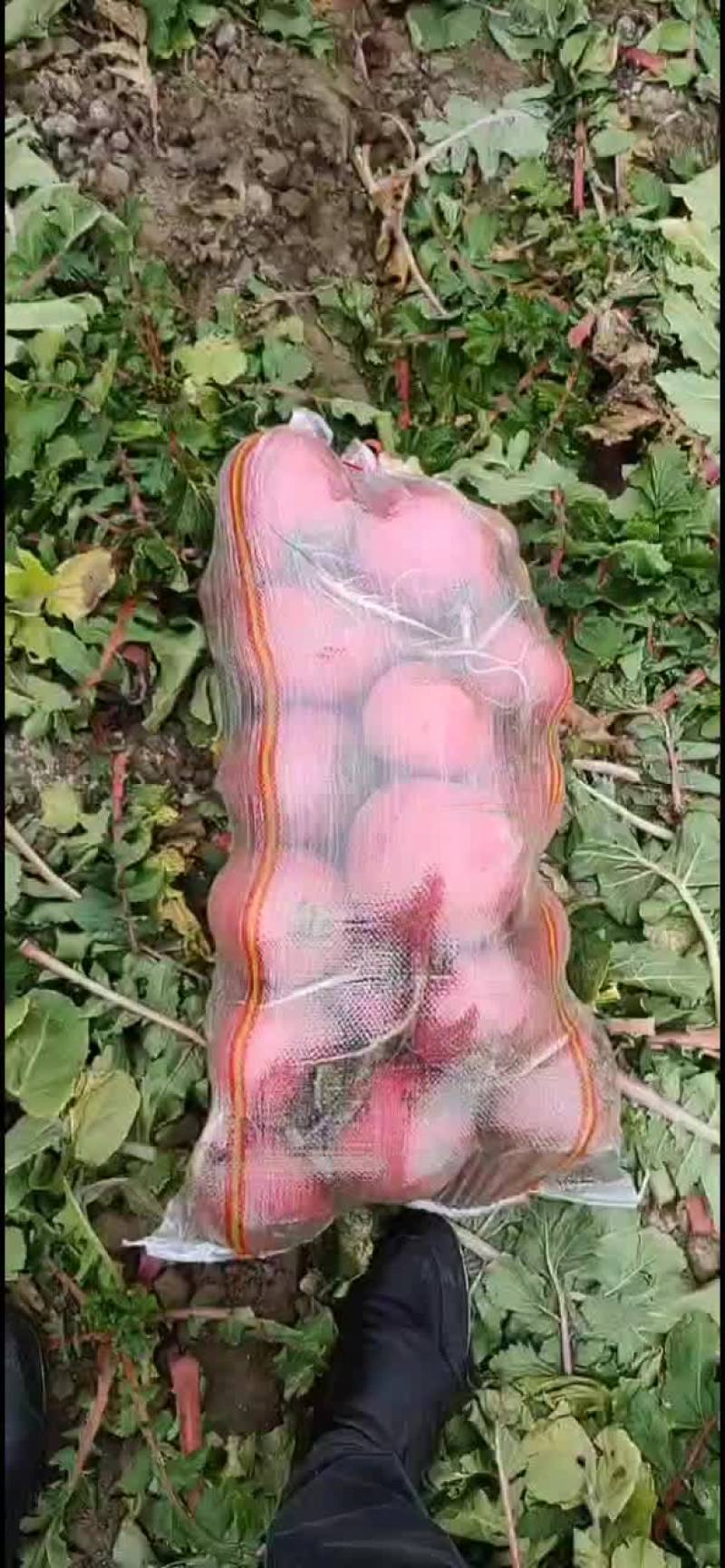 红萝卜