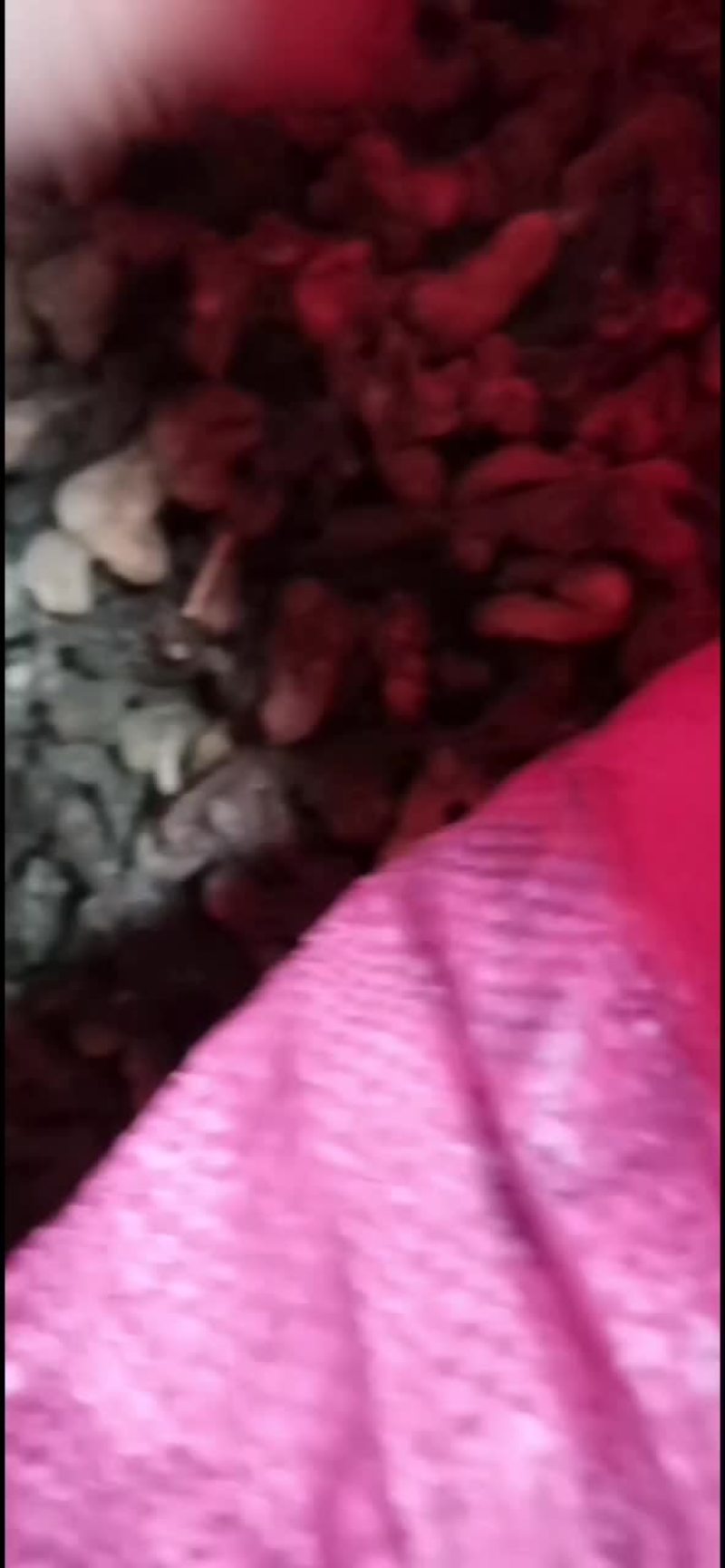 黄精，干货农户一手货