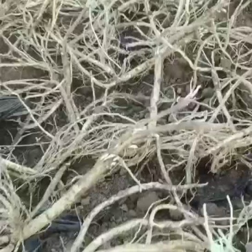 黄芪大量出售1000吨