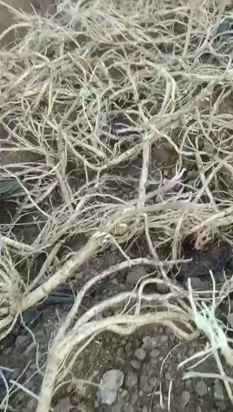 黄芪大量出售1000吨