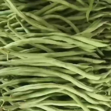 精品无经豆