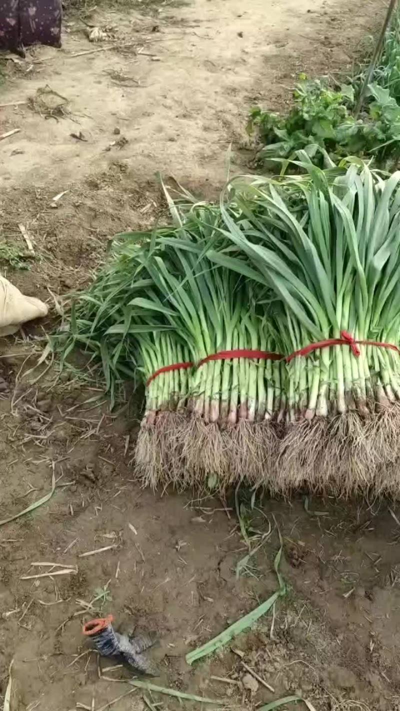精品红根蒜苗