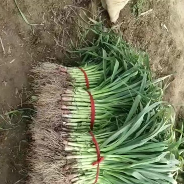 精品红根蒜苗
