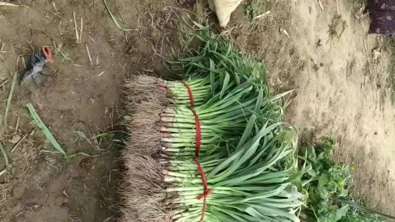 精品红根蒜苗
