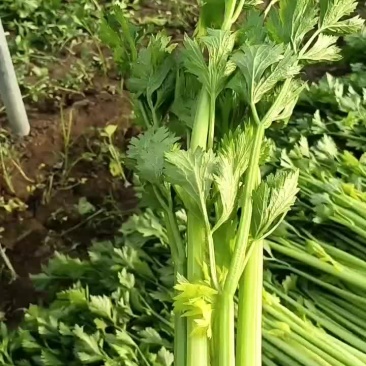芹菜西芹