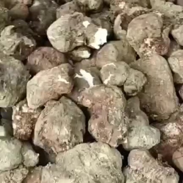 茯苓