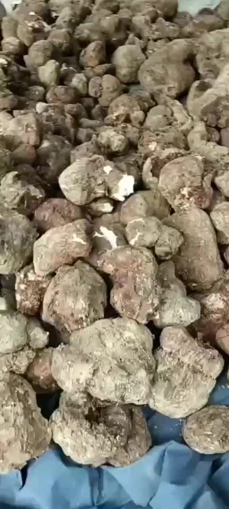 茯苓