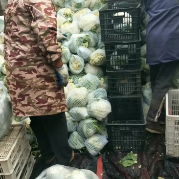 精品有机花大量上市了，价格美丽！