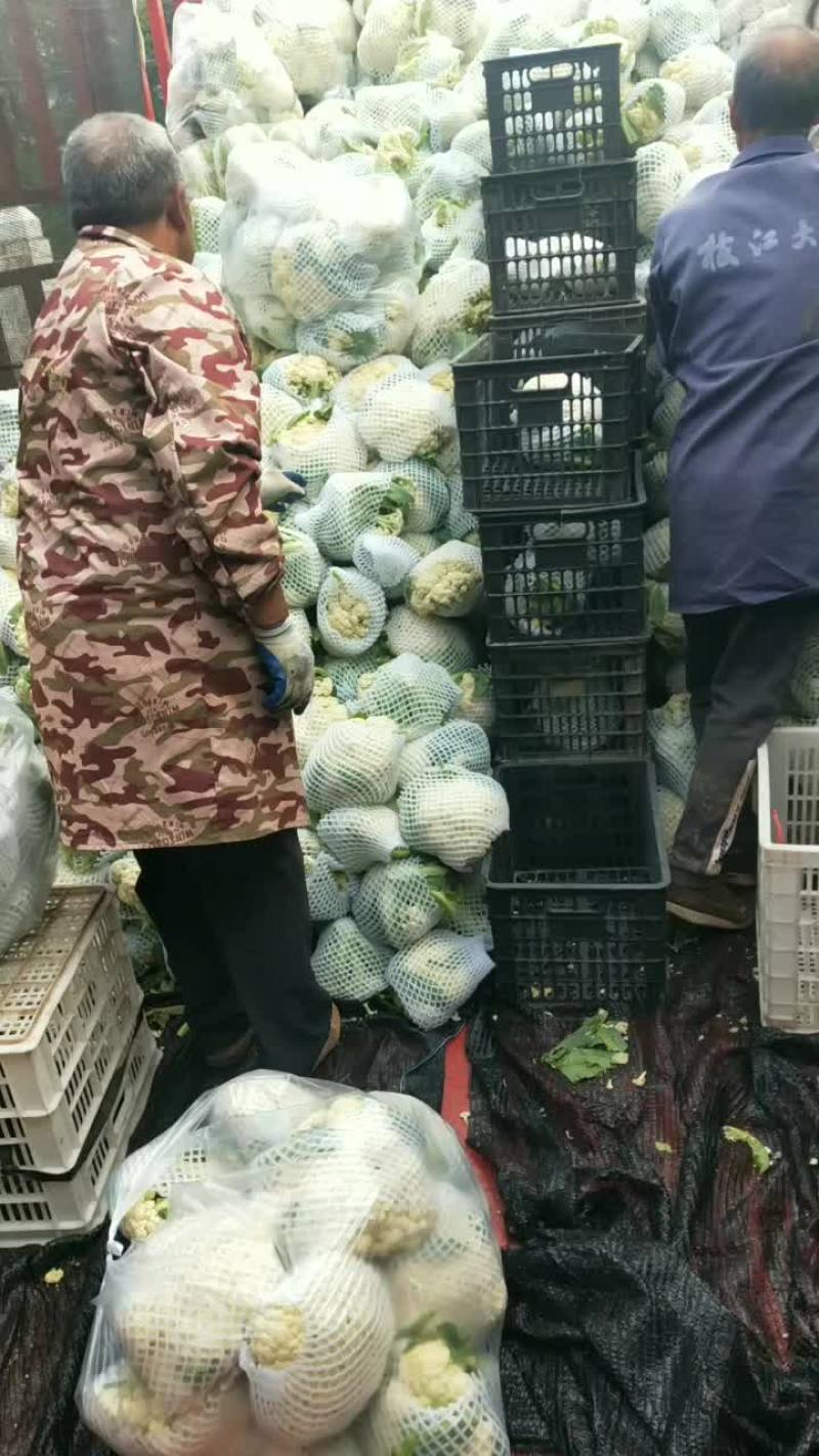 精品有机花大量上市了，价格美丽！