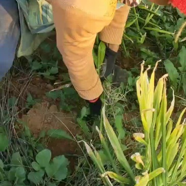 贵州小黄姜已经大量上市