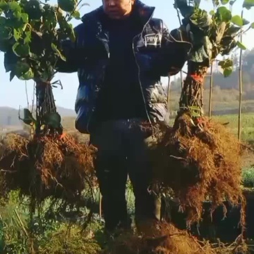 正宗对萼小叶水杨桃嫁接的金红1号猕猴桃苗欢迎各位老板采购