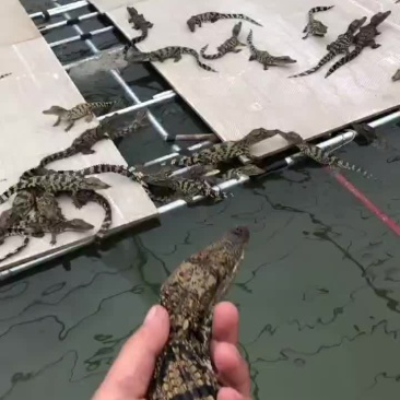泰鳄大苗，鳄鱼苗50到60公分