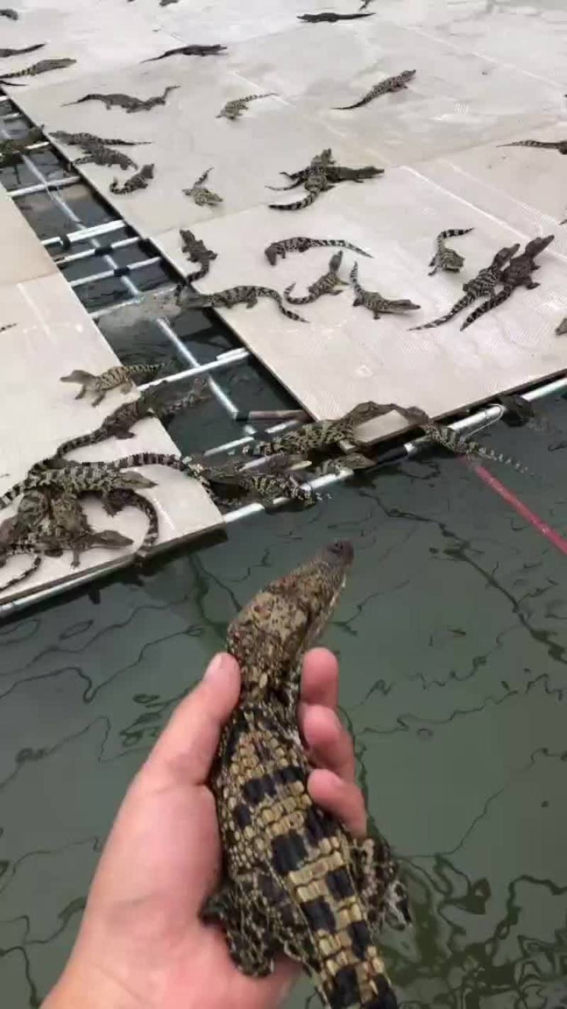 泰鳄大苗，鳄鱼苗50到60公分
