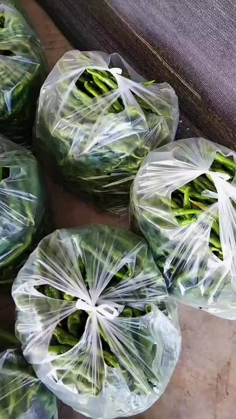 百亩线椒，螺丝椒，量大，可以做到2022年底
